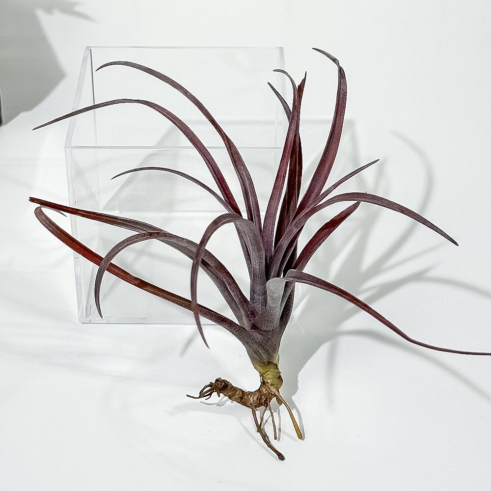 PLANCHU エアプランツ ティランジア カピタータ ドミンゲンシス Mサイズ 1株 W13×H13cm前後 育て方説明書付き Tillandsia capitata var. domingensis エアープランツ チランジア