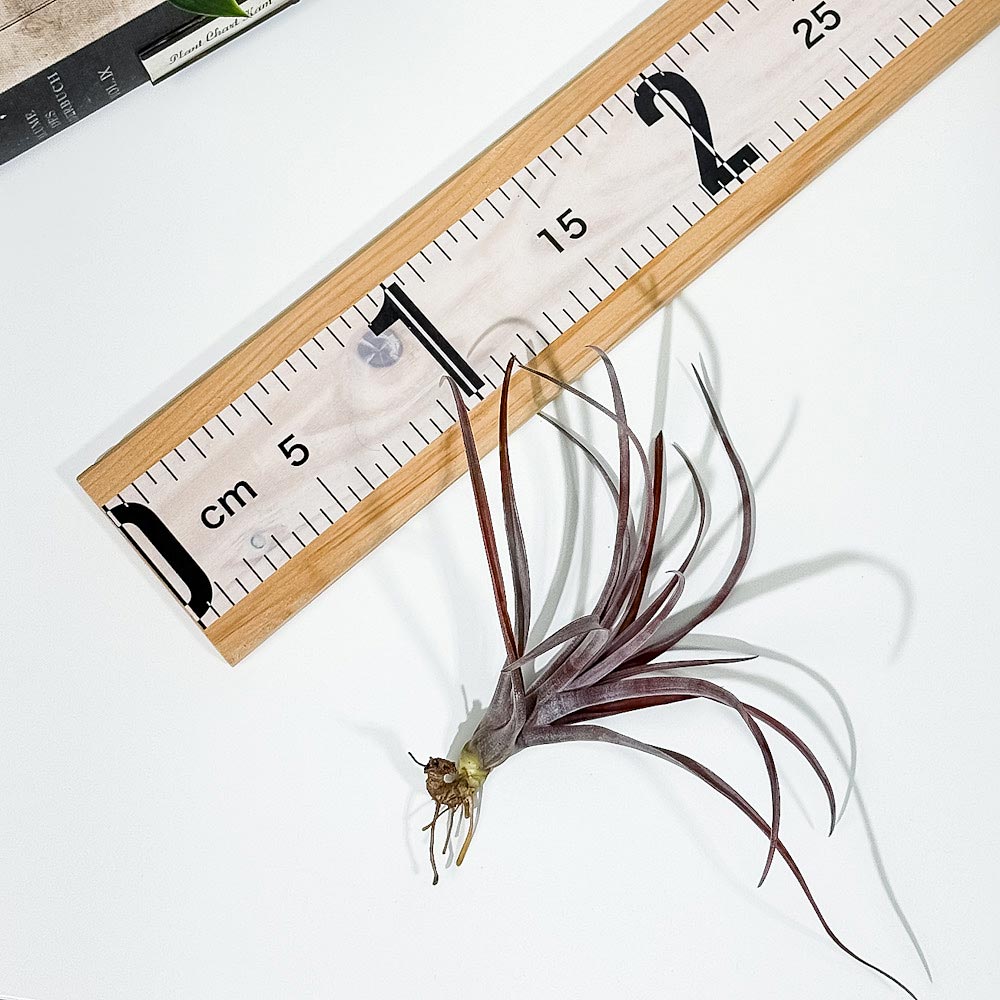PLANCHU エアプランツ ティランジア カピタータ ドミンゲンシス Mサイズ 1株 W13×H13cm前後 育て方説明書付き Tillandsia capitata var. domingensis エアープランツ チランジア