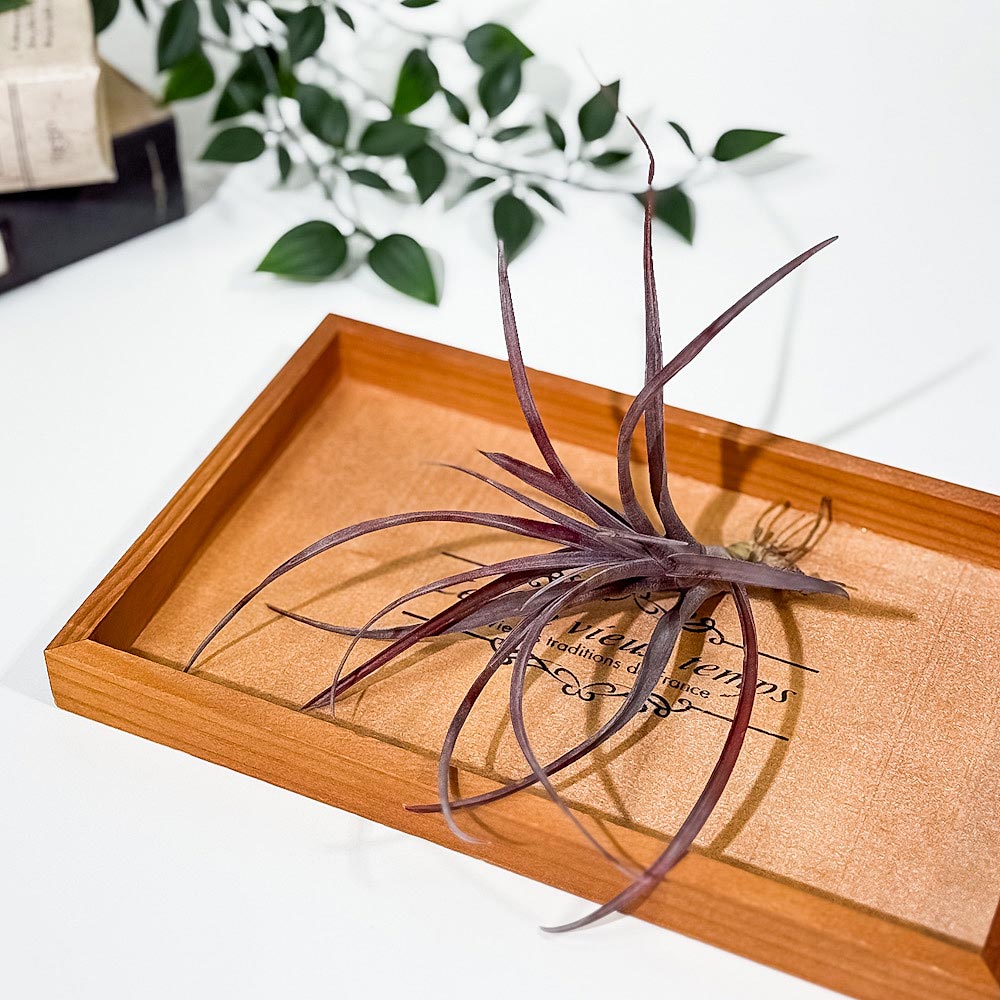 PLANCHU エアプランツ ティランジア カピタータ ドミンゲンシス Mサイズ 1株 W13×H13cm前後 育て方説明書付き Tillandsia capitata var. domingensis エアープランツ チランジア