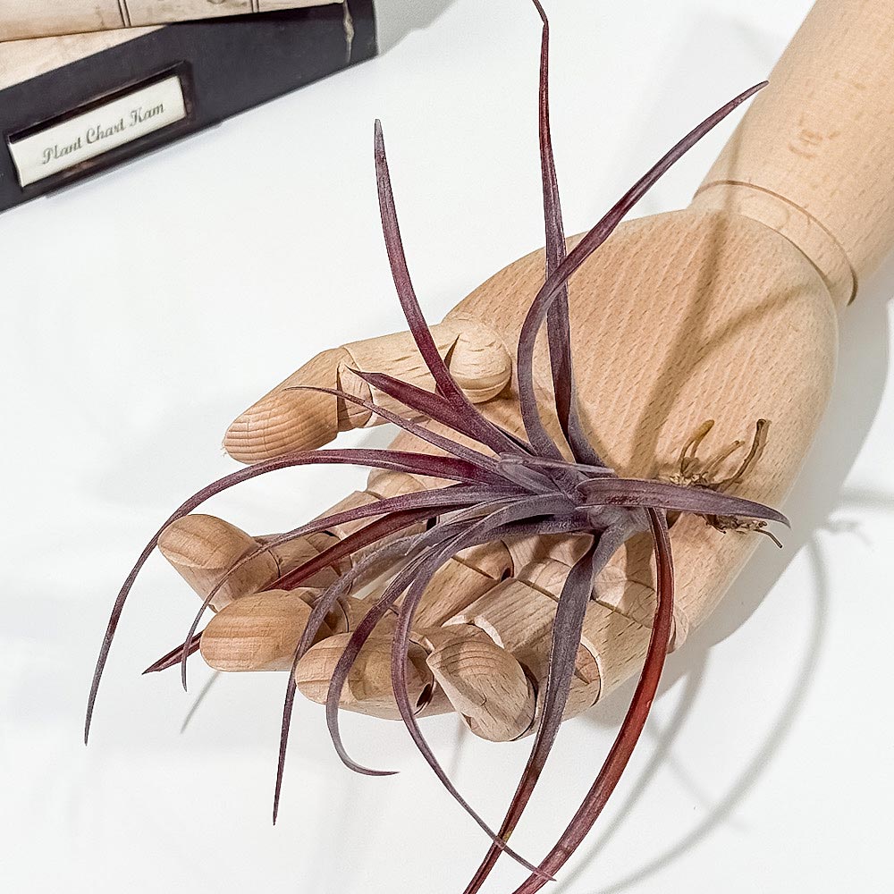 PLANCHU エアプランツ ティランジア カピタータ ドミンゲンシス Mサイズ 1株 W13×H13cm前後 育て方説明書付き Tillandsia capitata var. domingensis エアープランツ チランジア
