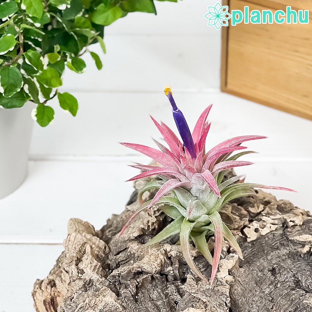 PLANCHU エアプランツ ティランジア イオナンタ バンハイニンギー Lサイズ 1株 W6×H6cm前後 育て方説明書付き Tillandsia ionantha var. vanhyningii エアープランツ チランジア