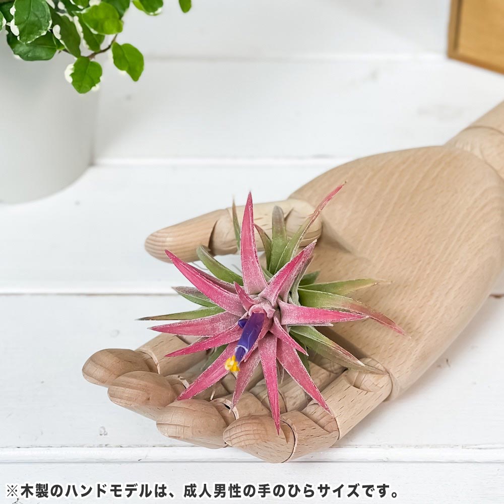 PLANCHU エアプランツ ティランジア イオナンタ バンハイニンギー Lサイズ 1株 W6×H6cm前後 育て方説明書付き Tillandsia ionantha var. vanhyningii エアープランツ チランジア