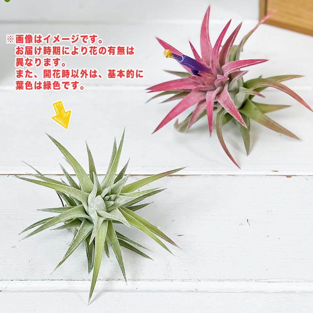 PLANCHU エアプランツ ティランジア イオナンタ バンハイニンギー Lサイズ 1株 W6×H6cm前後 育て方説明書付き Tillandsia ionantha var. vanhyningii エアープランツ チランジア