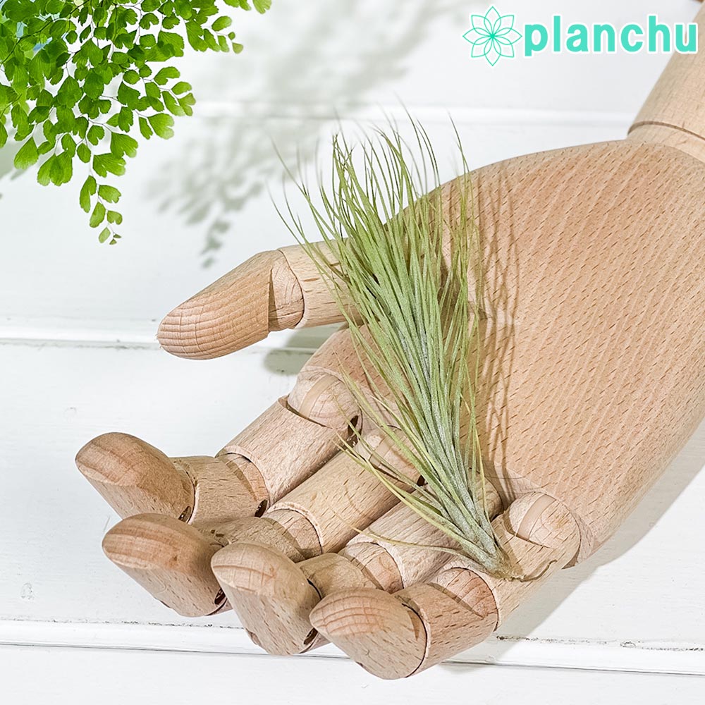 PLANCHU メール便発送 エアプランツ ティランジア フンキアナ Mサイズ 1株 W3×H12cm前後 育て方説明書付き Tillandsia funckiana エアープランツ チランジア