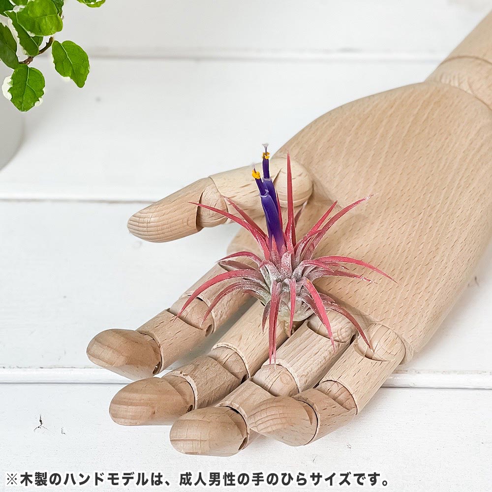 PLANCHU エアプランツ ティランジア イオナンタ ハムエムラ Mサイズ 1株 育て方説明書付き Tillandsia ionantha ‘Hamuemula’ エアープランツ チランジア