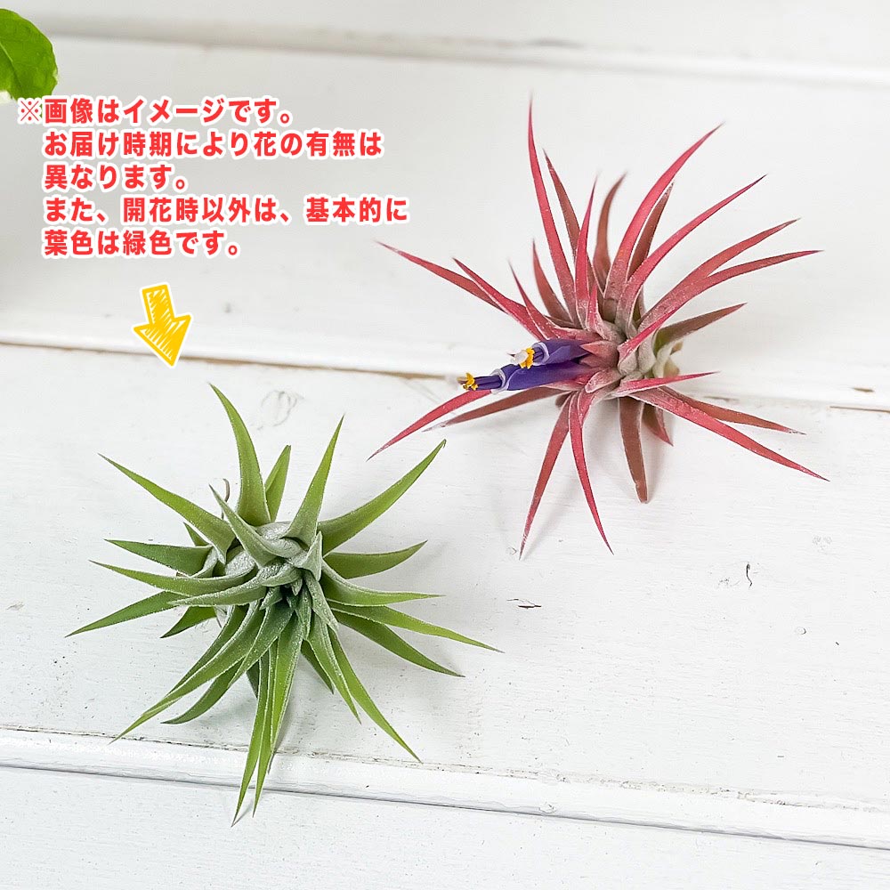 PLANCHU エアプランツ ティランジア イオナンタ ハムエムラ Mサイズ 1株 育て方説明書付き Tillandsia ionantha ‘Hamuemula’ エアープランツ チランジア