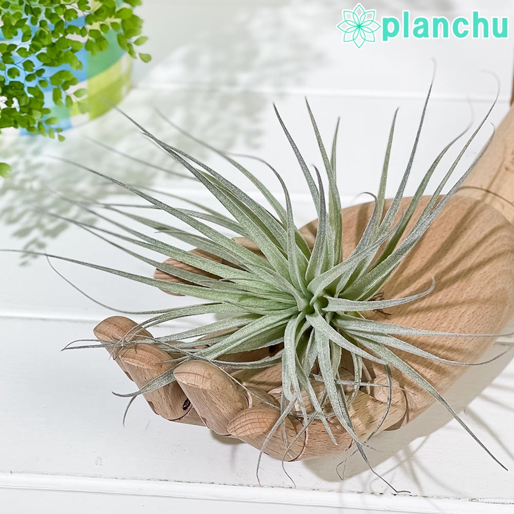 PLANCHU エアプランツ ティランジア コットンキャンディ ピンク Mサイズ 1株 W15×H10cm前後 育て方説明書付き Tillandsia ‘Houston Cotton Candy’ エアープランツ チランジア