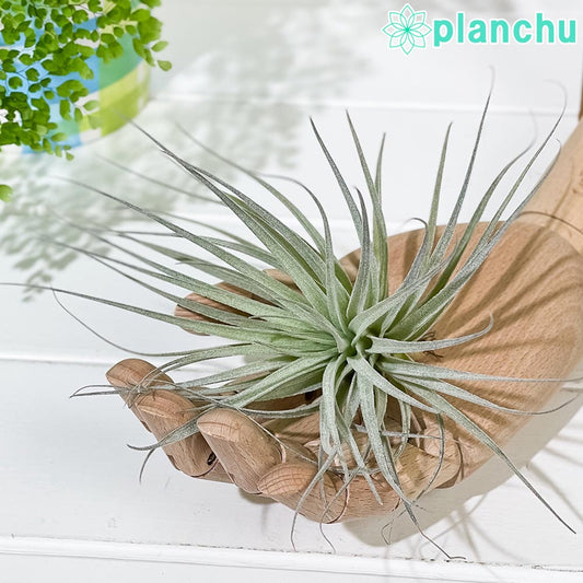 PLANCHU エアプランツ ティランジア コットンキャンディ ピンク Mサイズ 1株 育て方説明書付き Tillandsia ‘Houston Cotton Candy’ エアープランツ チランジア