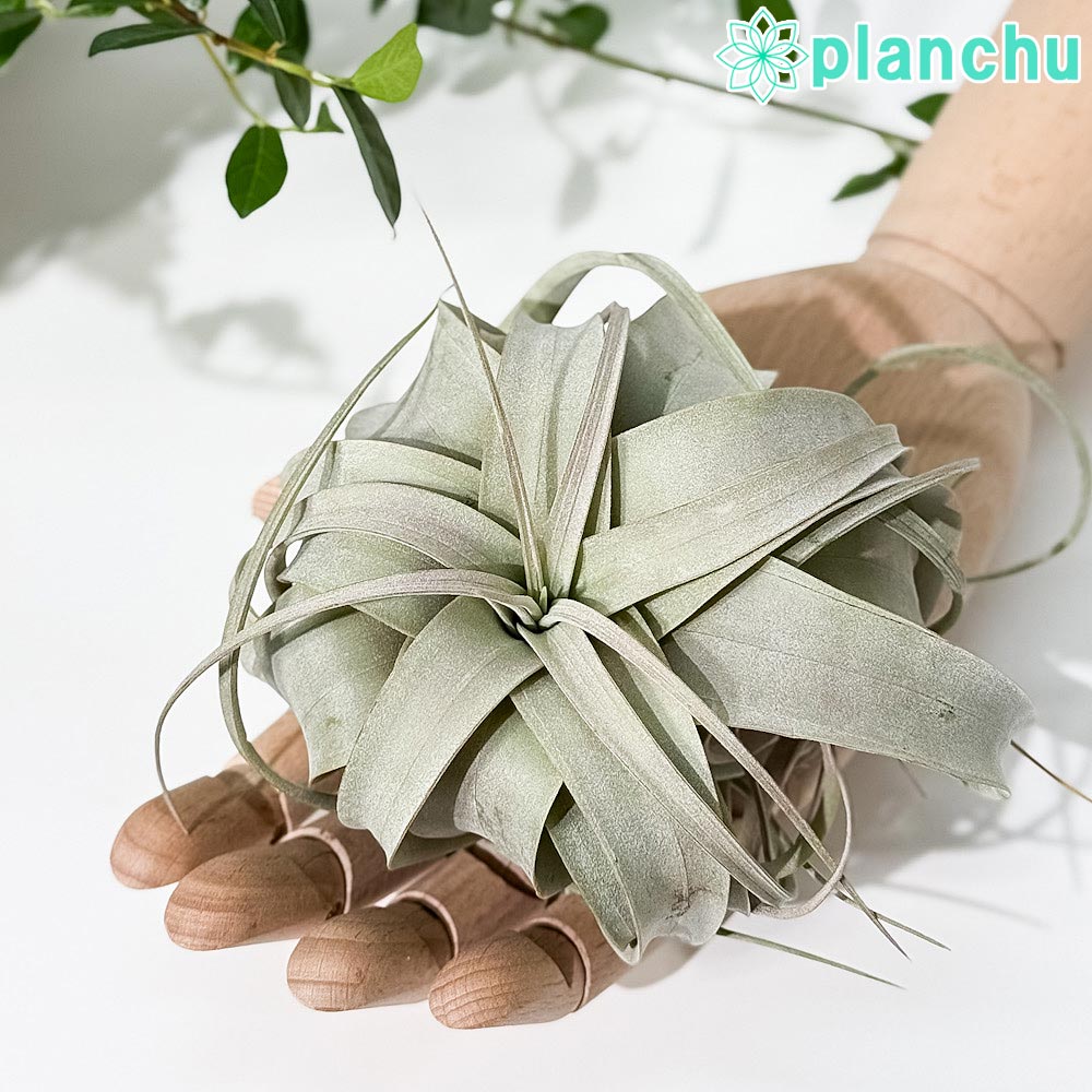 PLANCHU エアプランツ ティランジア キセログラフィカ Sサイズ 1株 W10×H8cm前後 育て方説明書付き Tillandsia xerographica エアープランツ チランジア