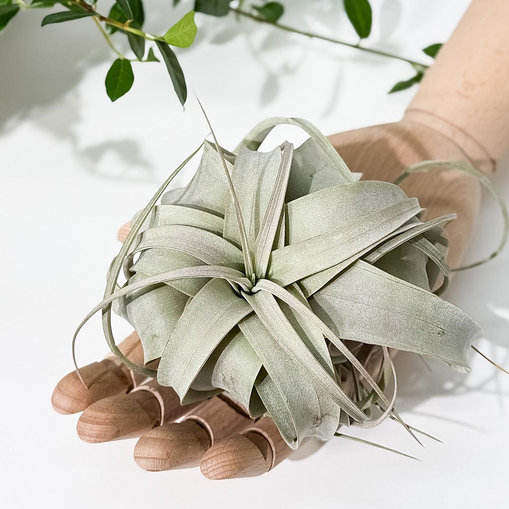 PLANCHU エアプランツ ティランジア キセログラフィカ Sサイズ 1株 W10×H8cm前後 育て方説明書付き Tillandsia xerographica エアープランツ チランジア