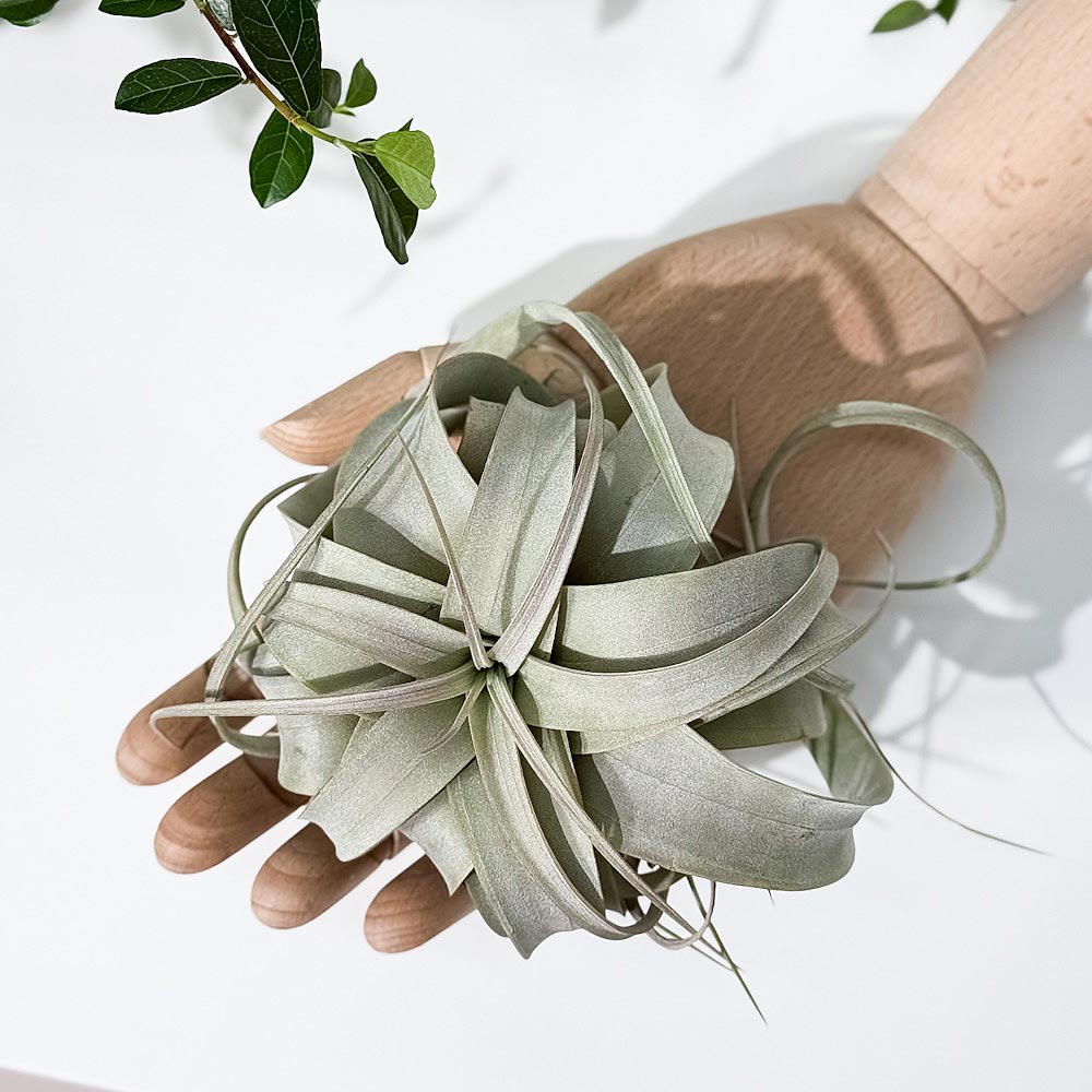 PLANCHU エアプランツ ティランジア キセログラフィカ Sサイズ 1株 W10×H8cm前後 育て方説明書付き Tillandsia xerographica エアープランツ チランジア