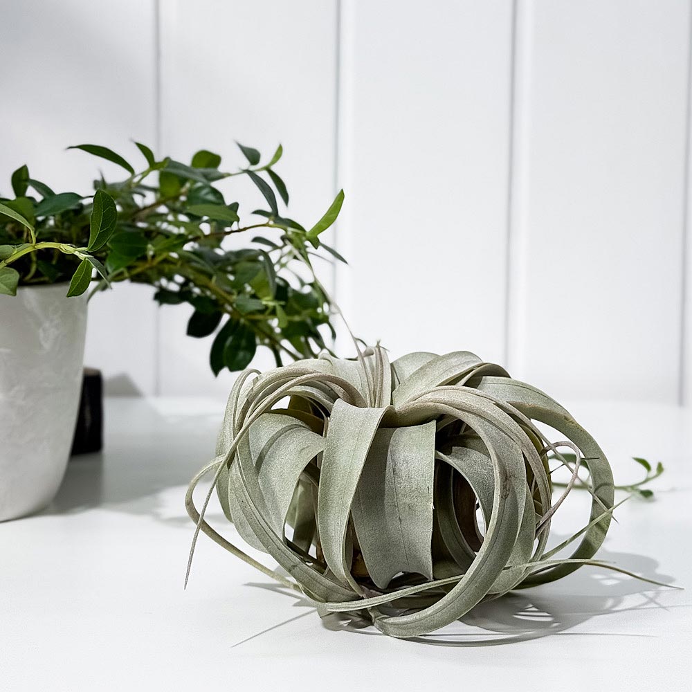 PLANCHU エアプランツ ティランジア キセログラフィカ Sサイズ 1株 W10×H8cm前後 育て方説明書付き Tillandsia xerographica エアープランツ チランジア