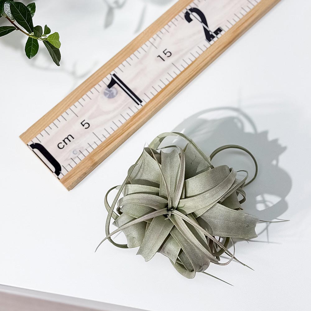 PLANCHU エアプランツ ティランジア キセログラフィカ Sサイズ 1株 W10×H8cm前後 育て方説明書付き Tillandsia xerographica エアープランツ チランジア