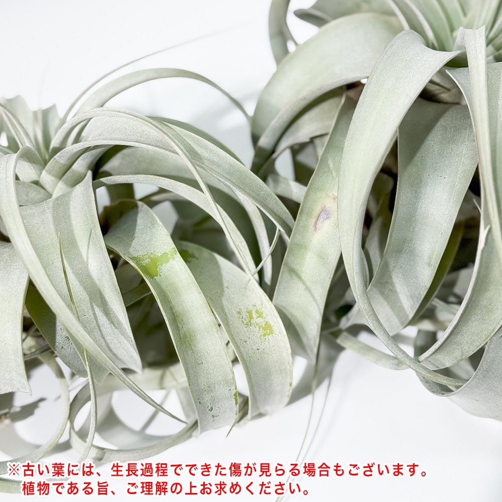 PLANCHU エアプランツ ティランジア キセログラフィカ Sサイズ 1株 W10×H8cm前後 育て方説明書付き Tillandsia xerographica エアープランツ チランジア