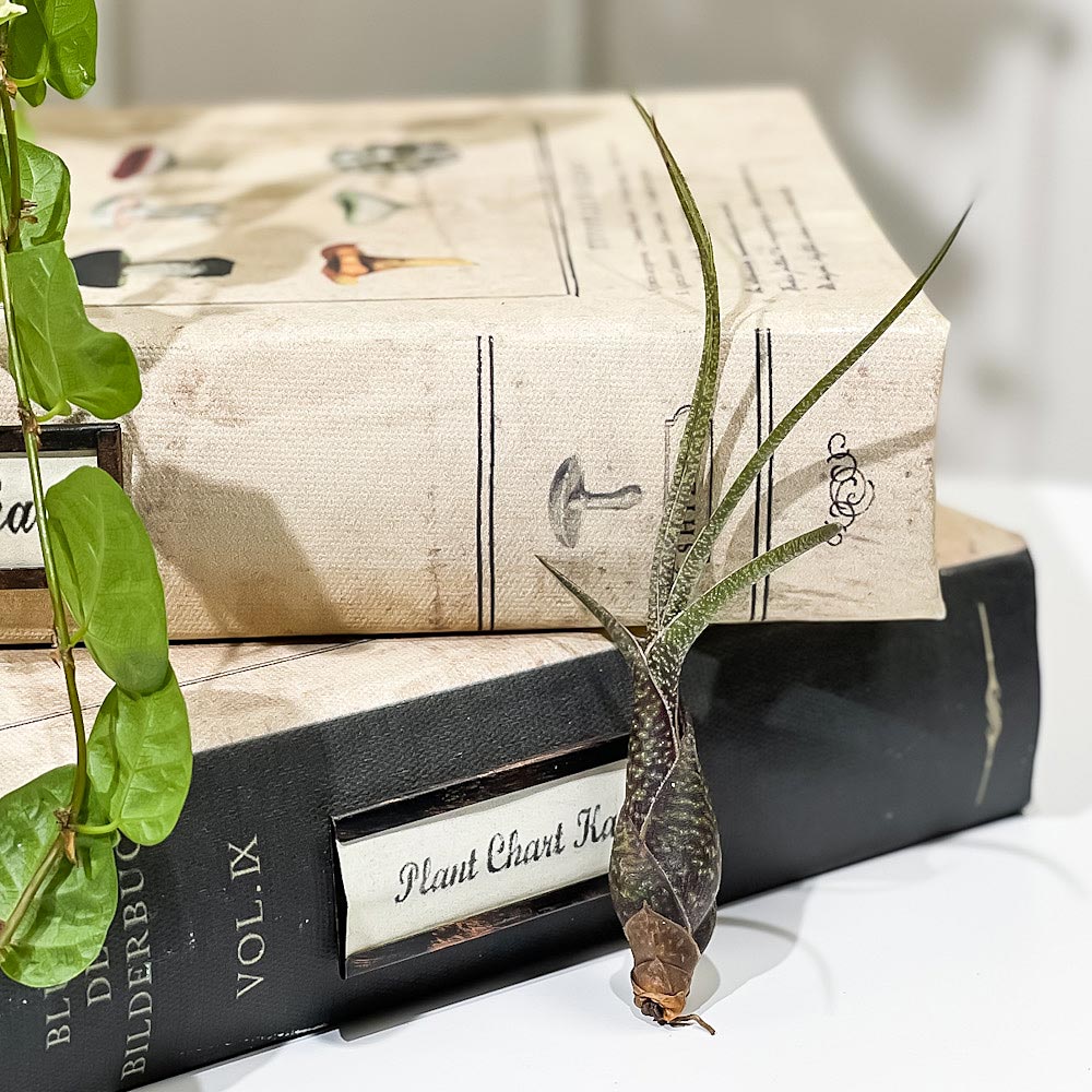 PLANCHU メール便発送 エアプランツ ティランジア ブッツィ Sサイズ 1株 育て方説明書付き Tillandsia butzii エアープランツ チランジア ブッチー