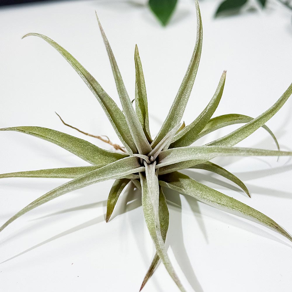 PLANCHU メール便発送 エアプランツ ティランジア カピタータ ピーチ Sサイズ 1株 W5×H5cm前後 育て方説明書付き Tillandsia capitata ‘Peach’ エアープランツ チランジア