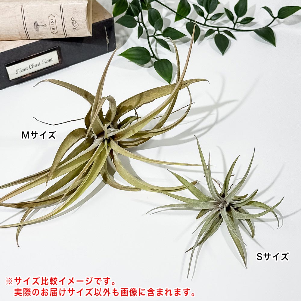 PLANCHU メール便発送 エアプランツ ティランジア カピタータ ピーチ Sサイズ 1株 W5×H5cm前後 育て方説明書付き Tillandsia capitata ‘Peach’ エアープランツ チランジア