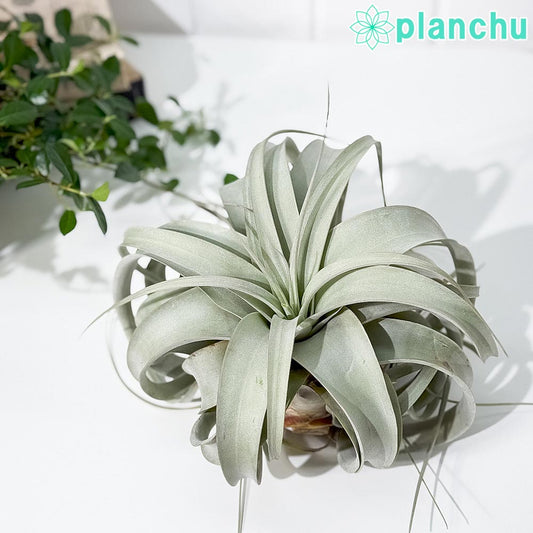 PLANCHU エアプランツ ティランジア キセログラフィカ Lサイズ 1株 W20×H15cm前後 育て方説明書付き Tillandsia xerographica エアープランツ チランジア