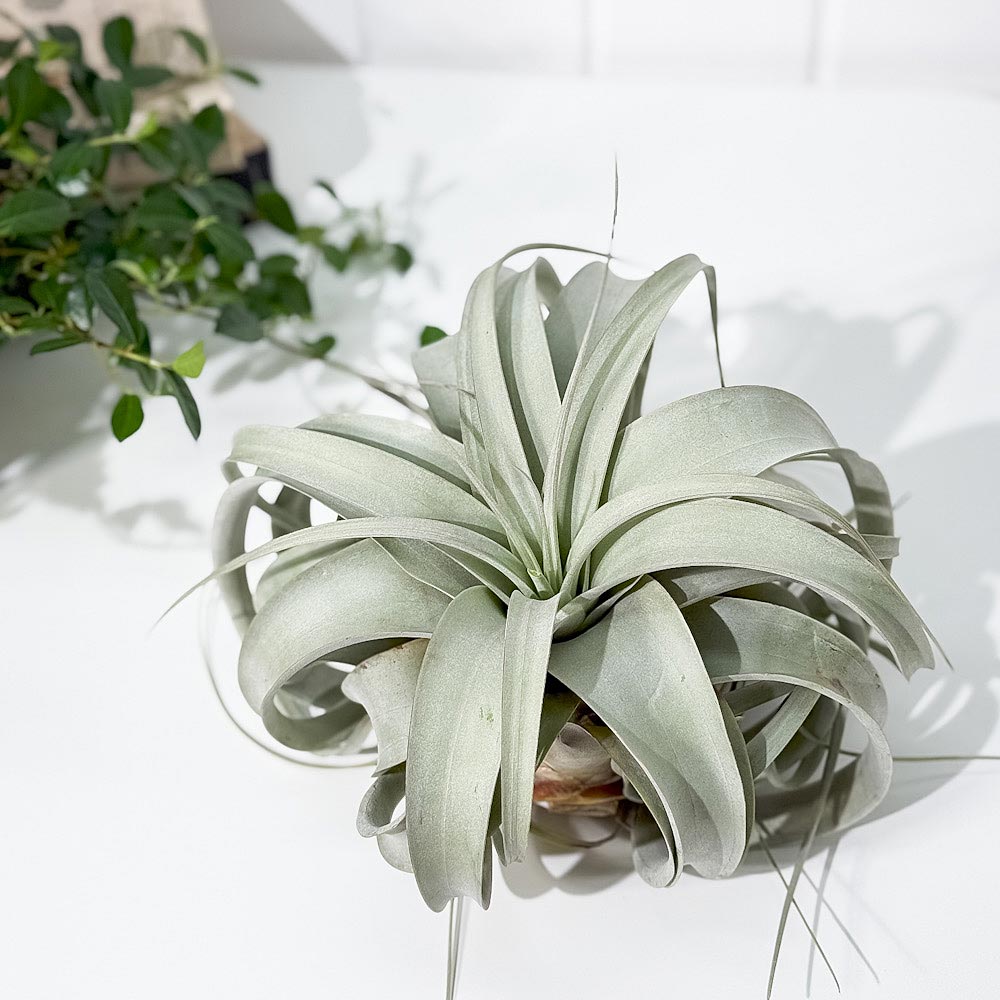 PLANCHU エアプランツ ティランジア キセログラフィカ Lサイズ 1株 W20×H15cm前後 育て方説明書付き Tillandsia xerographica エアープランツ チランジア