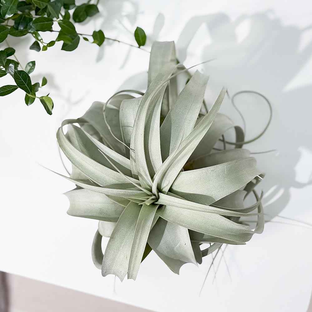 PLANCHU エアプランツ ティランジア キセログラフィカ Lサイズ 1株 W20×H15cm前後 育て方説明書付き Tillandsia xerographica エアープランツ チランジア