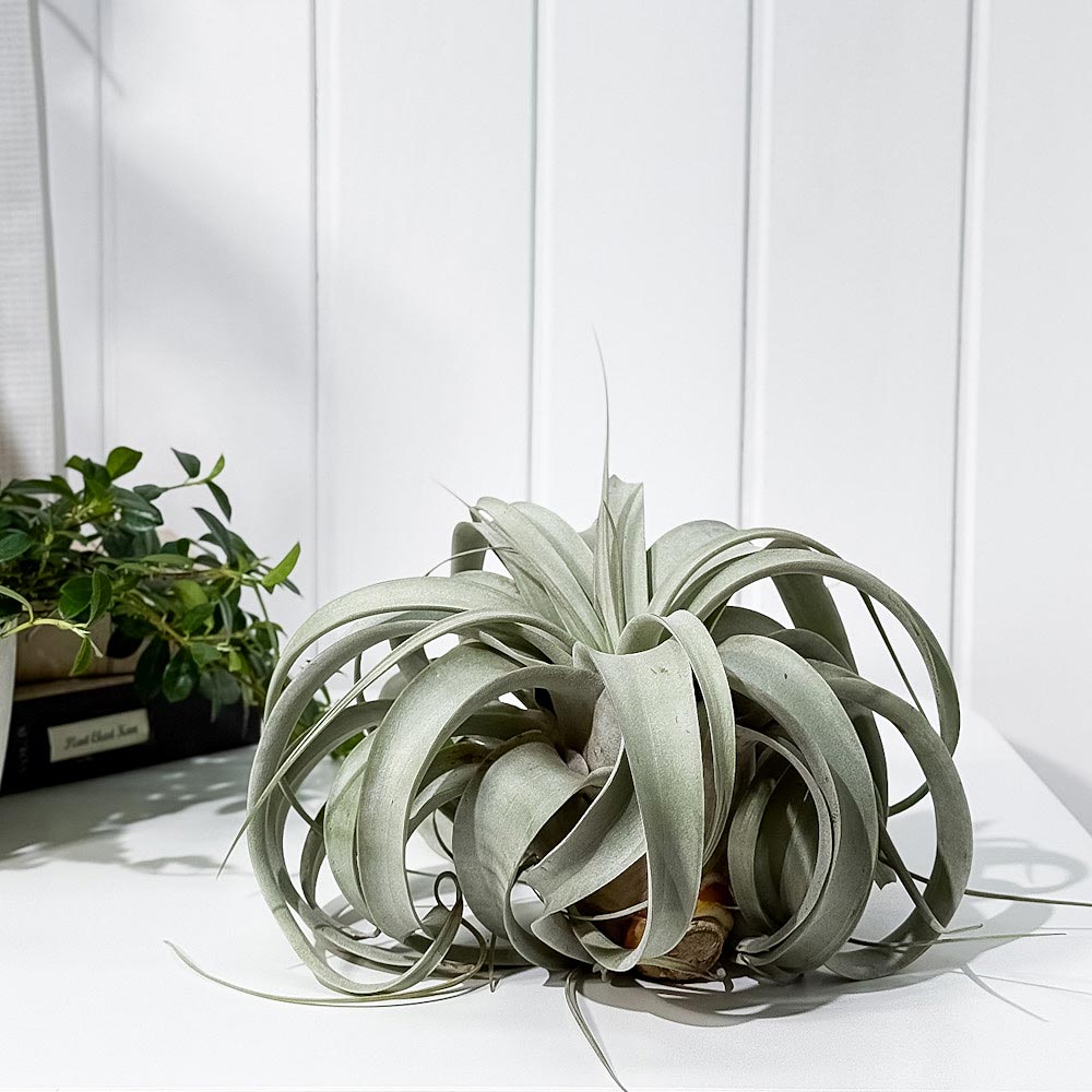 PLANCHU エアプランツ ティランジア キセログラフィカ Lサイズ 1株 W20×H15cm前後 育て方説明書付き Tillandsia xerographica エアープランツ チランジア