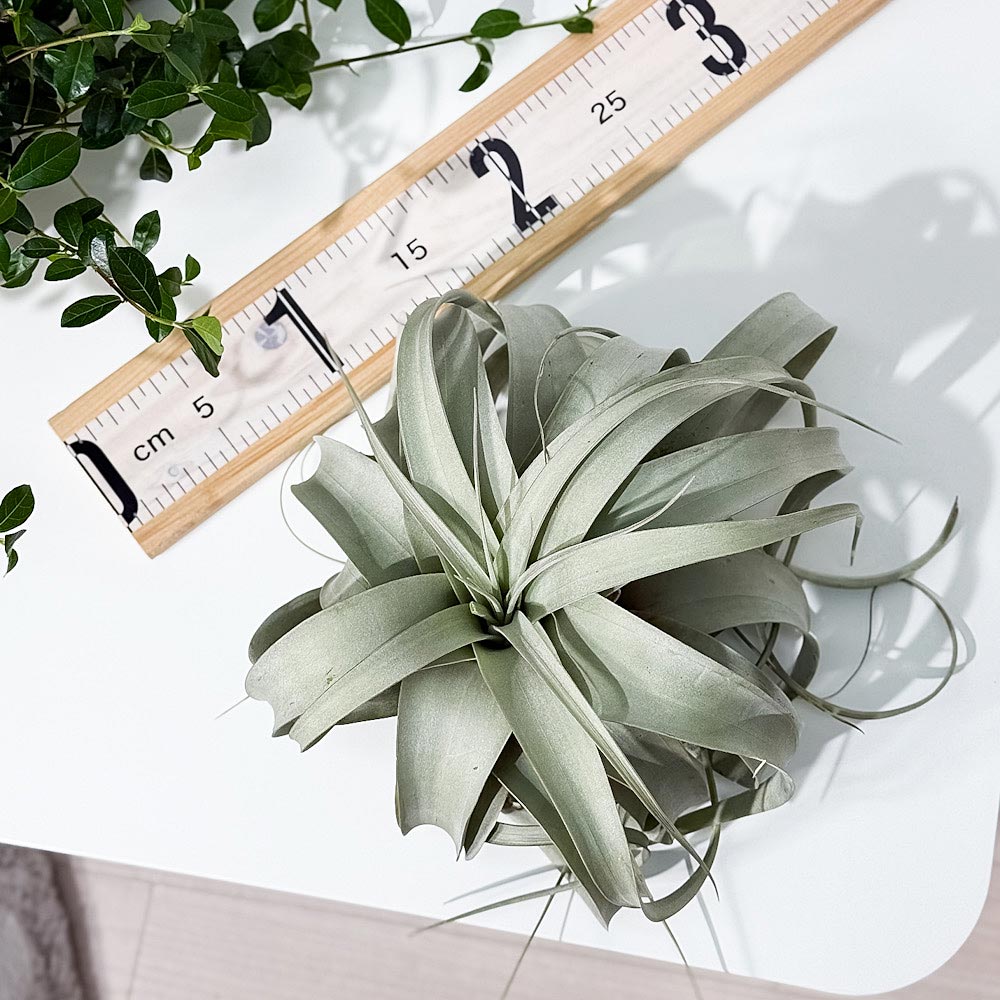 PLANCHU エアプランツ ティランジア キセログラフィカ Lサイズ 1株 W20×H15cm前後 育て方説明書付き Tillandsia xerographica エアープランツ チランジア