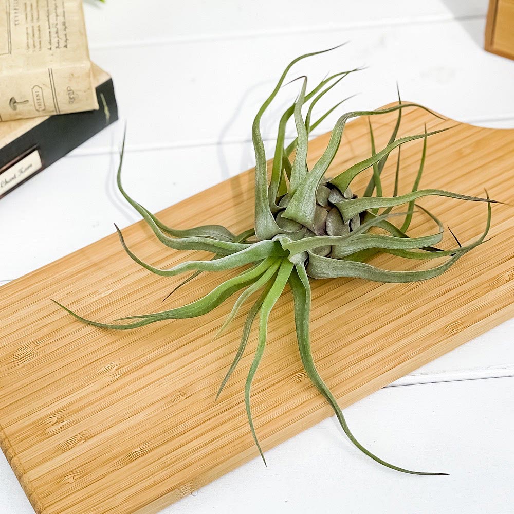 PLANCHU エアプランツ ティランジア ストレプトフィラ Mサイズ 1株 W20×H20cm前後 育て方説明書付き Tillandsia streptophylla エアープランツ チランジア