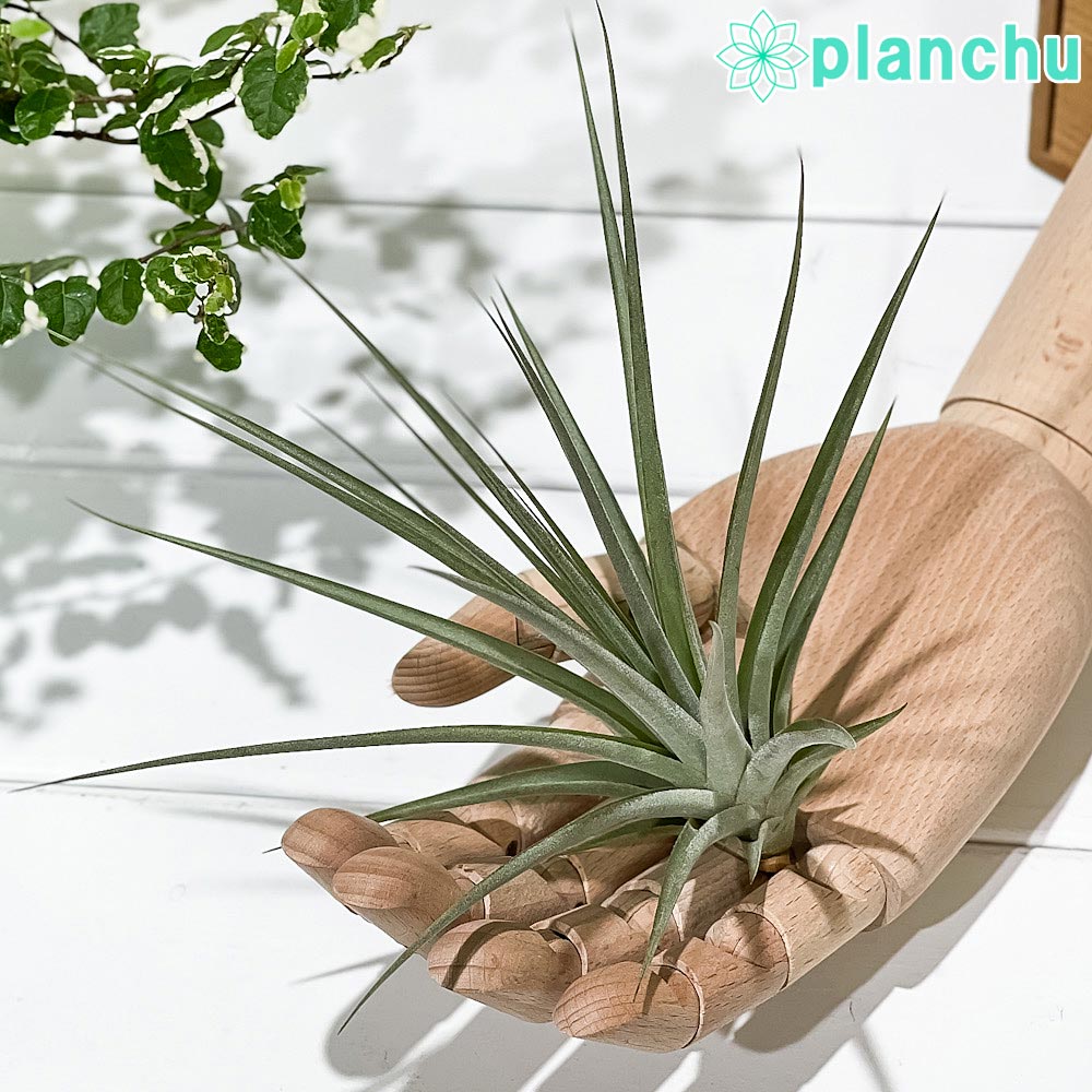 PLANCHU エアプランツ ティランジア エスピノーサ ジャイアントフォーム 1株 W20×H15cm前後 育て方説明書付き Tillandsia espinosae ‘Giant Form’ エアープランツ チランジア フリーセア