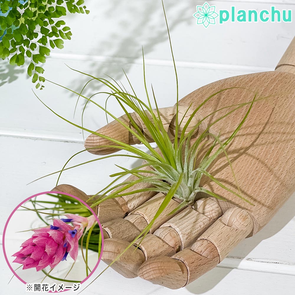 PLANCHU メール便発送 エアプランツ ティランジア ストリクタ Sサイズ 1株 育て方説明書付き Tillandsia stricta エアープランツ チランジア