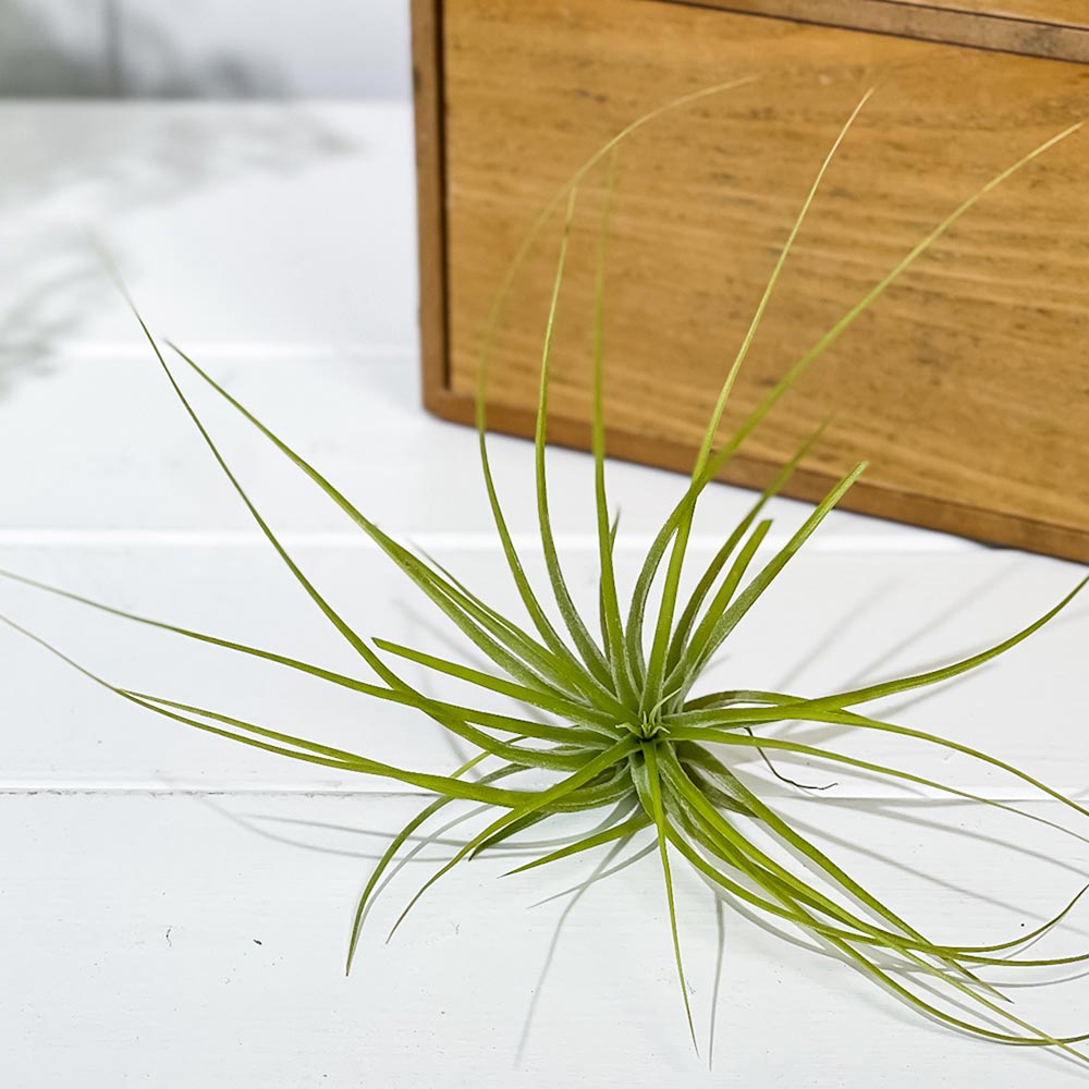 PLANCHU メール便発送 エアプランツ ティランジア ストリクタ Sサイズ 1株 育て方説明書付き Tillandsia stricta エアープランツ チランジア