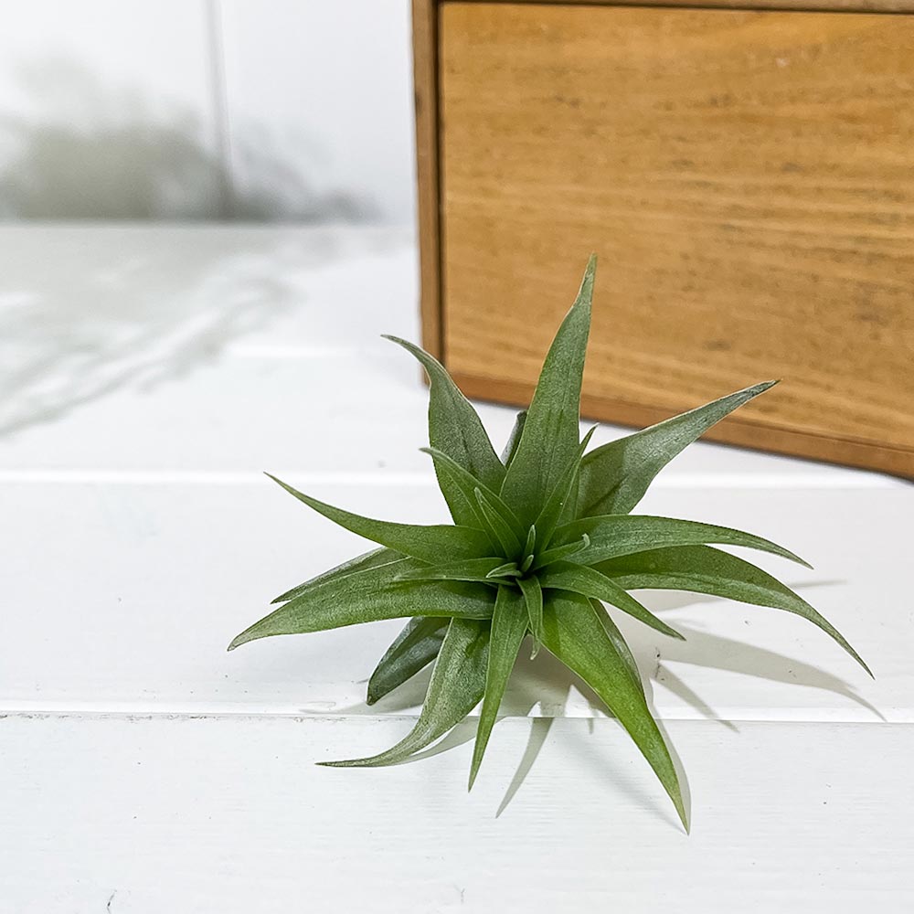 PLANCHU メール便発送 エアプランツ ティランジア カピタータ Sサイズ 1株 育て方説明書付き Tillandsia capitata エアープランツ チランジア