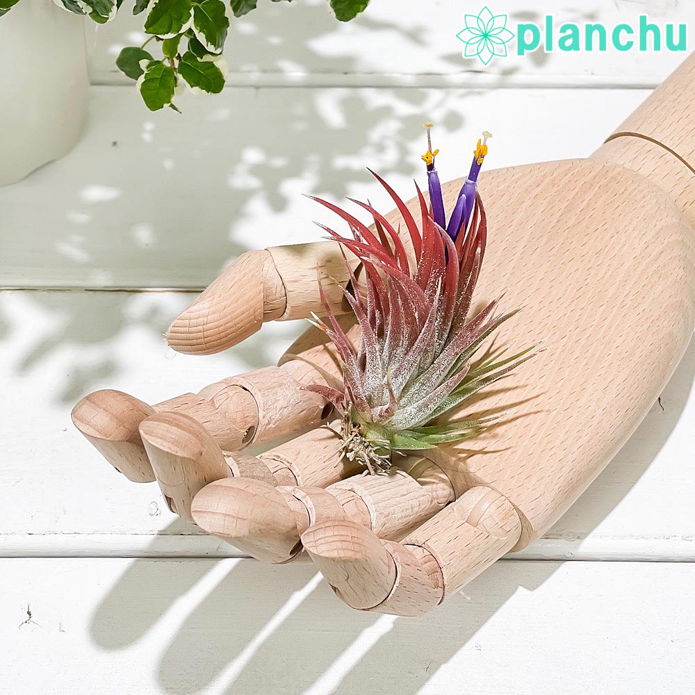PLANCHU エアプランツ ティランジア イオナンタ エボリューション Mサイズ 1株 W5×H6cm前後 育て方説明書付き Tillandsia ionantha cv. エアープランツ チランジア