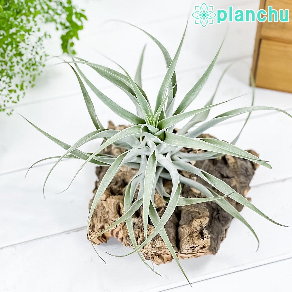 PLANCHU エアプランツ ティランジア カクティコラ シンリーフフォーム 1株 W24×H14cm前後 育て方説明書付き Tillandsia cacticola ‘Thin Leaf Form’ エアープランツ チランジア