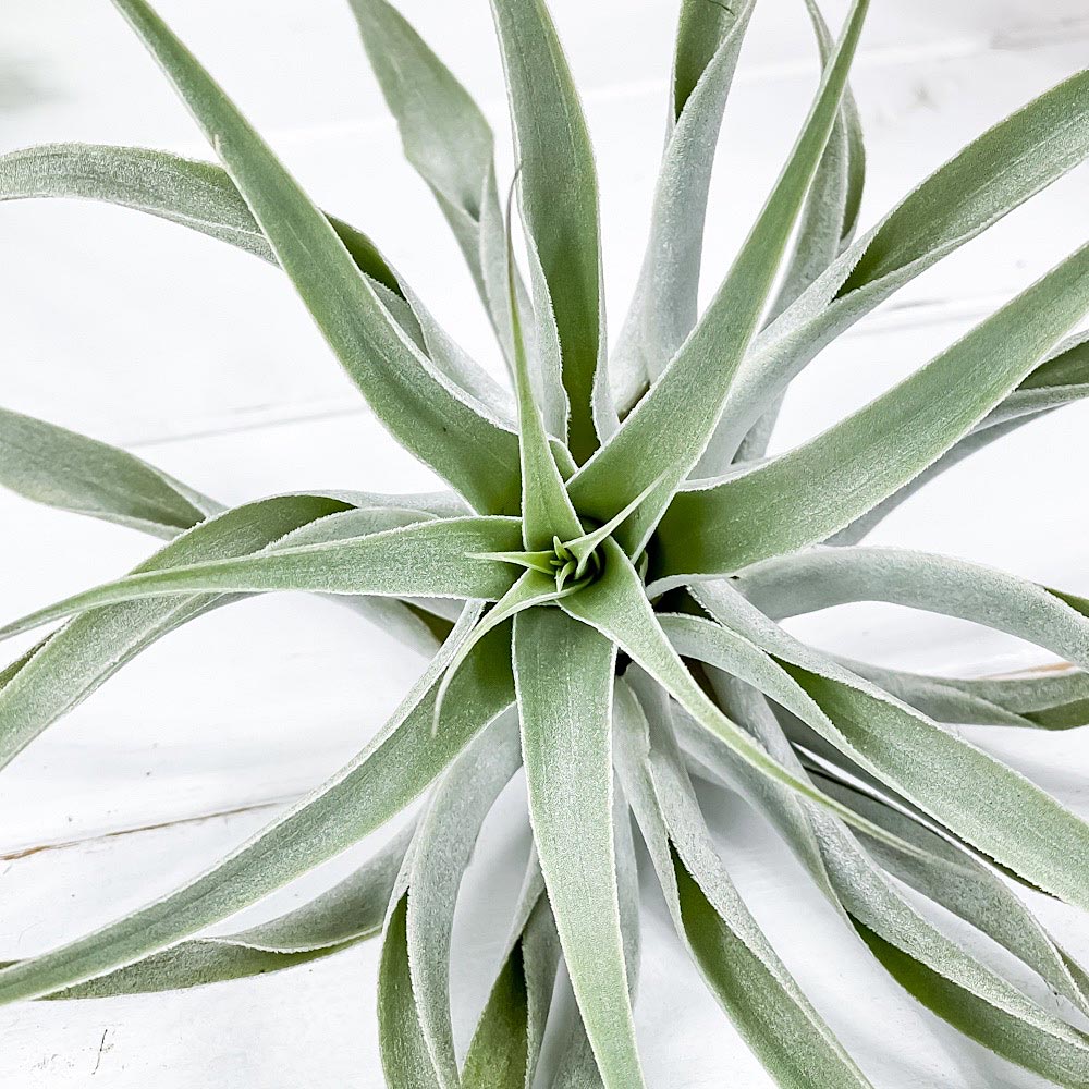 PLANCHU エアプランツ ティランジア カクティコラ シンリーフフォーム 1株 育て方説明書付き Tillandsia cacticola ‘Thin Leaf Form’ エアープランツ チランジア