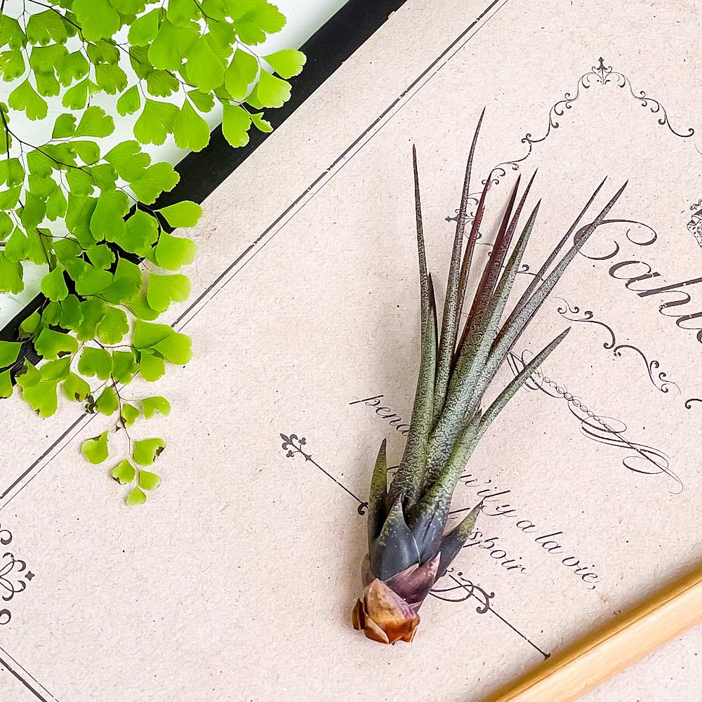 PLANCHU メール便発送 エアプランツ ティランジア トリコロール Sサイズ 1株 育て方説明書付き Tillandsia tricolor エアープランツ チランジア