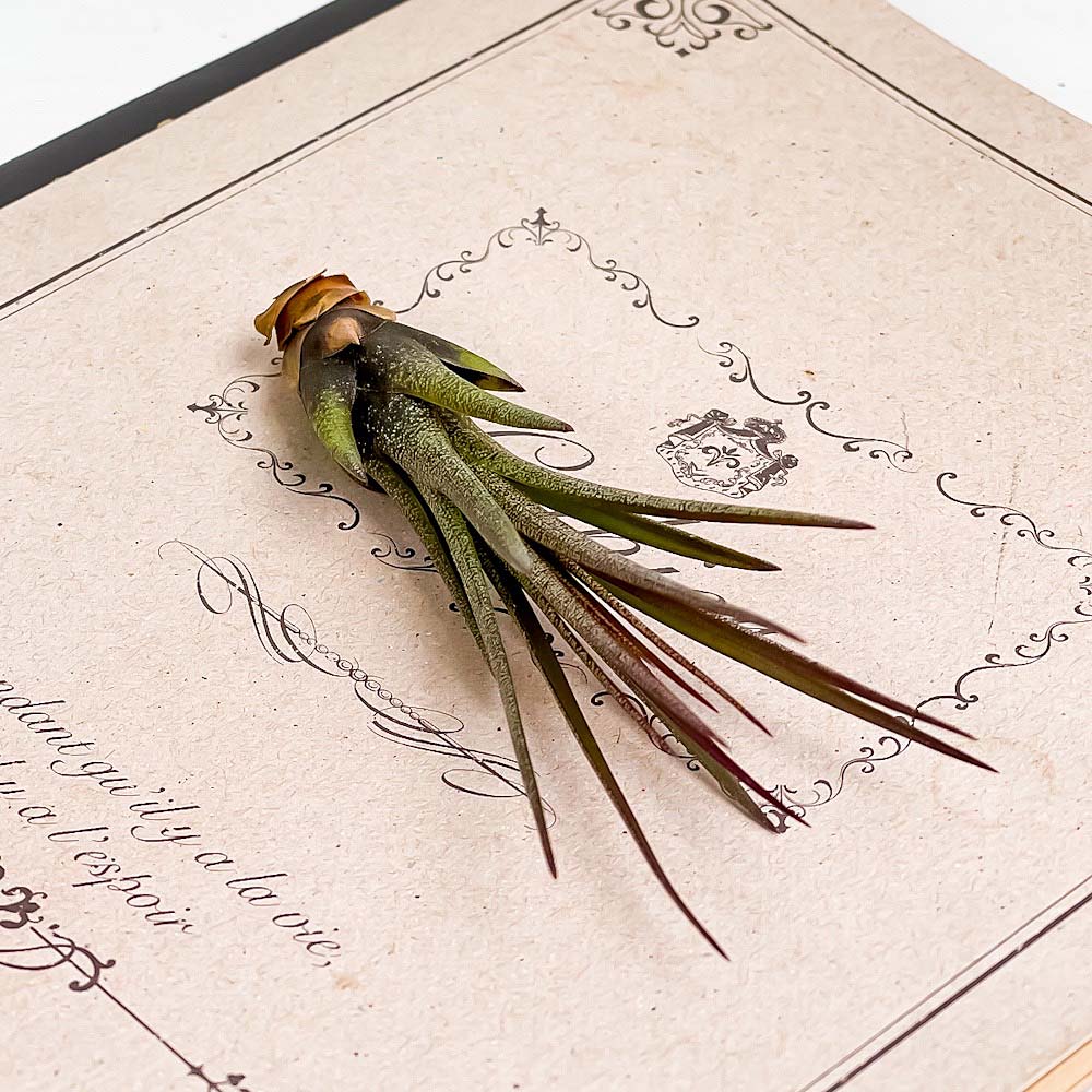 PLANCHU メール便発送 エアプランツ ティランジア トリコロール Sサイズ 1株 育て方説明書付き Tillandsia tricolor エアープランツ チランジア