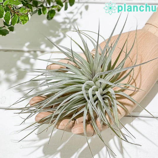 PLANCHU エアプランツ ティランジア コットンキャンディ パープル Lサイズ 1株 育て方説明書付き Tillandsia ‘Cotton Candy’ エアープランツ チランジア