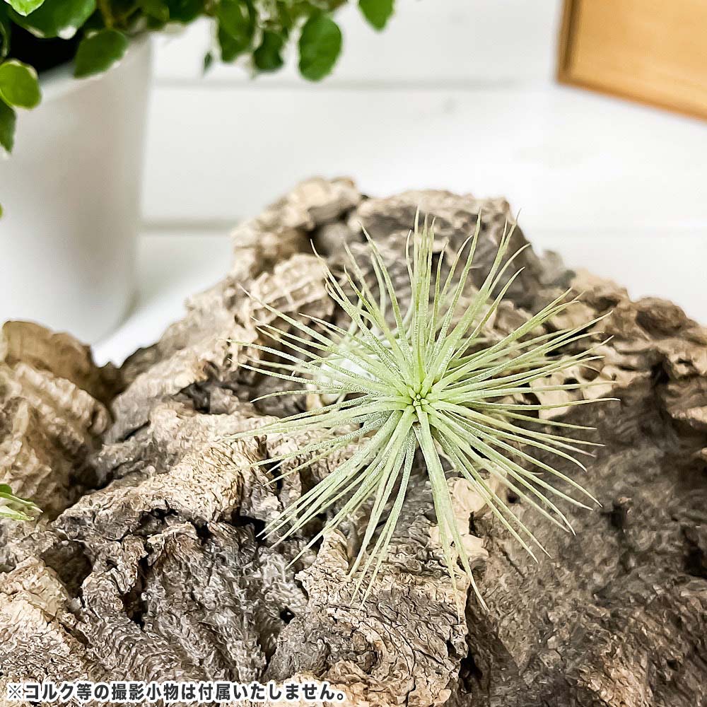 PLANCHU メール便発送 エアプランツ ティランジア フンキアナ Sサイズ 1株 育て方説明書付き Tillandsia funckiana エアープランツ チランジア