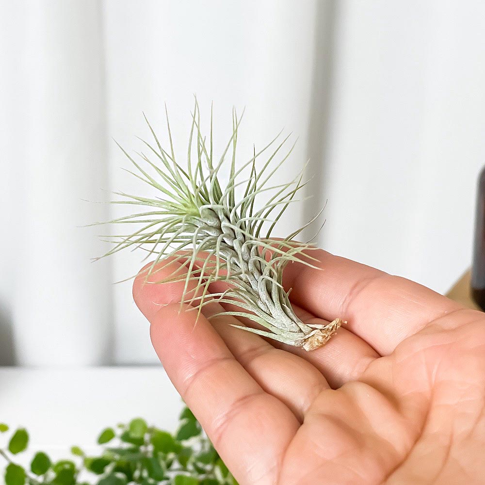 PLANCHU メール便発送 エアプランツ ティランジア フンキアナ Sサイズ 1株 育て方説明書付き Tillandsia funckiana エアープランツ チランジア