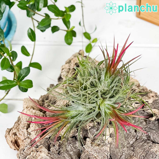 PLANCHU エアプランツ ティランジア イオナンタ フエゴ クランプ 1株 育て方説明書付き Tillandsia ionantha ‘Fuego’ エアープランツ チランジア 群生株