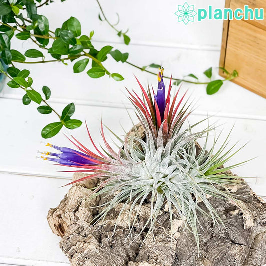 PLANCHU エアプランツ ティランジア イオナンタ クランプ 1株 W8×H8cm前後 育て方説明書付き Tillandsia ionantha エアープランツ チランジア 群生株
