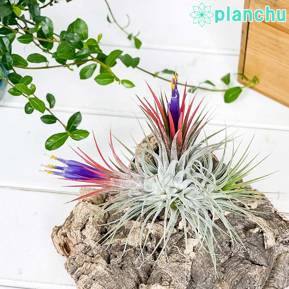 PLANCHU エアプランツ ティランジア イオナンタ クランプ 1株 育て方説明書付き Tillandsia ionantha エアープランツ チランジア 群生株