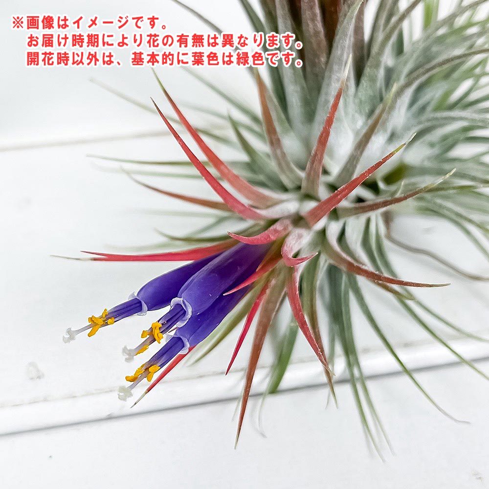 PLANCHU エアプランツ ティランジア イオナンタ クランプ 1株 育て方説明書付き Tillandsia ionantha エアープランツ チランジア 群生株