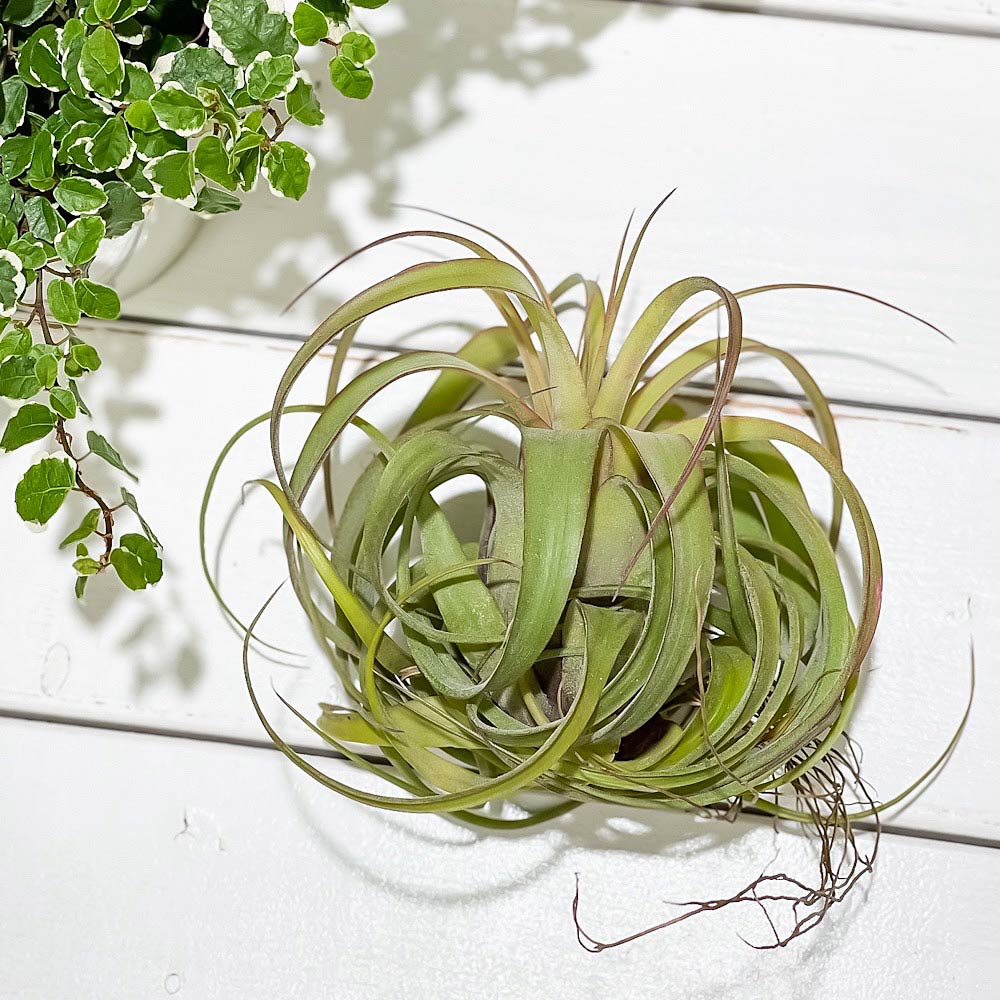 PLANCHU エアプランツ ティランジア エリックノブロック 1株 育て方説明書付き Tillandsia ‘Eric Knobloch’ エアープランツ チランジア