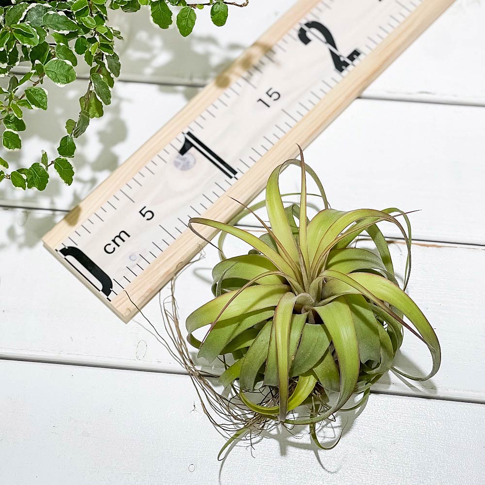 PLANCHU エアプランツ ティランジア エリックノブロック 1株 育て方説明書付き Tillandsia ‘Eric Knobloch’ エアープランツ チランジア