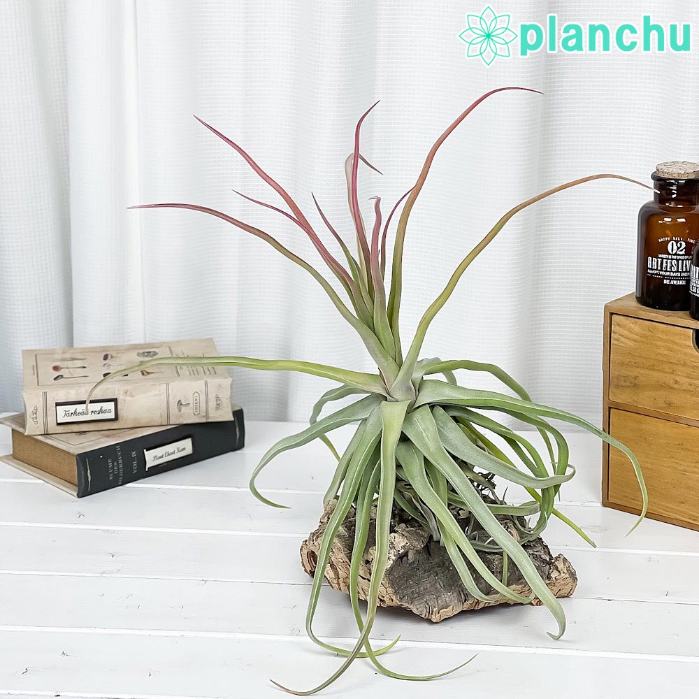 PLANCHU エアプランツ ティランジア ストレプトフィラ Lサイズ 1株 W30×H30cm前後 育て方説明書付き Tillandsia streptophylla エアープランツ チランジア