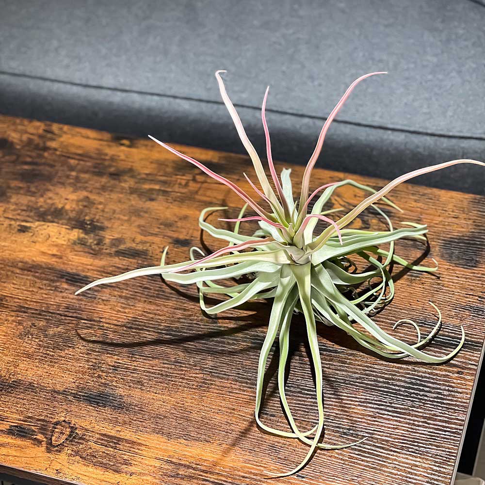 PLANCHU エアプランツ ティランジア ストレプトフィラ Lサイズ 1株 育て方説明書付き Tillandsia streptophylla エアープランツ チランジア