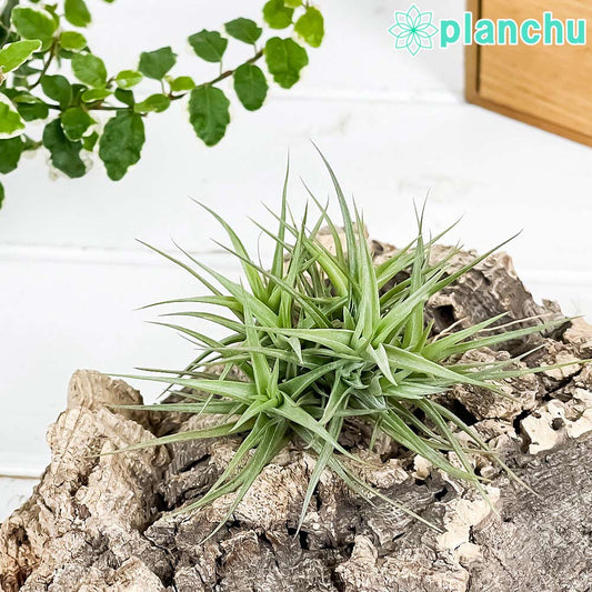 PLANCHU エアプランツ ティランジア アエラントス ミニアータ クランプ 1株 W7×H7cm前後 育て方説明書付き Tillandsia aeranthos ‘Miniata’ エアープランツ チランジア