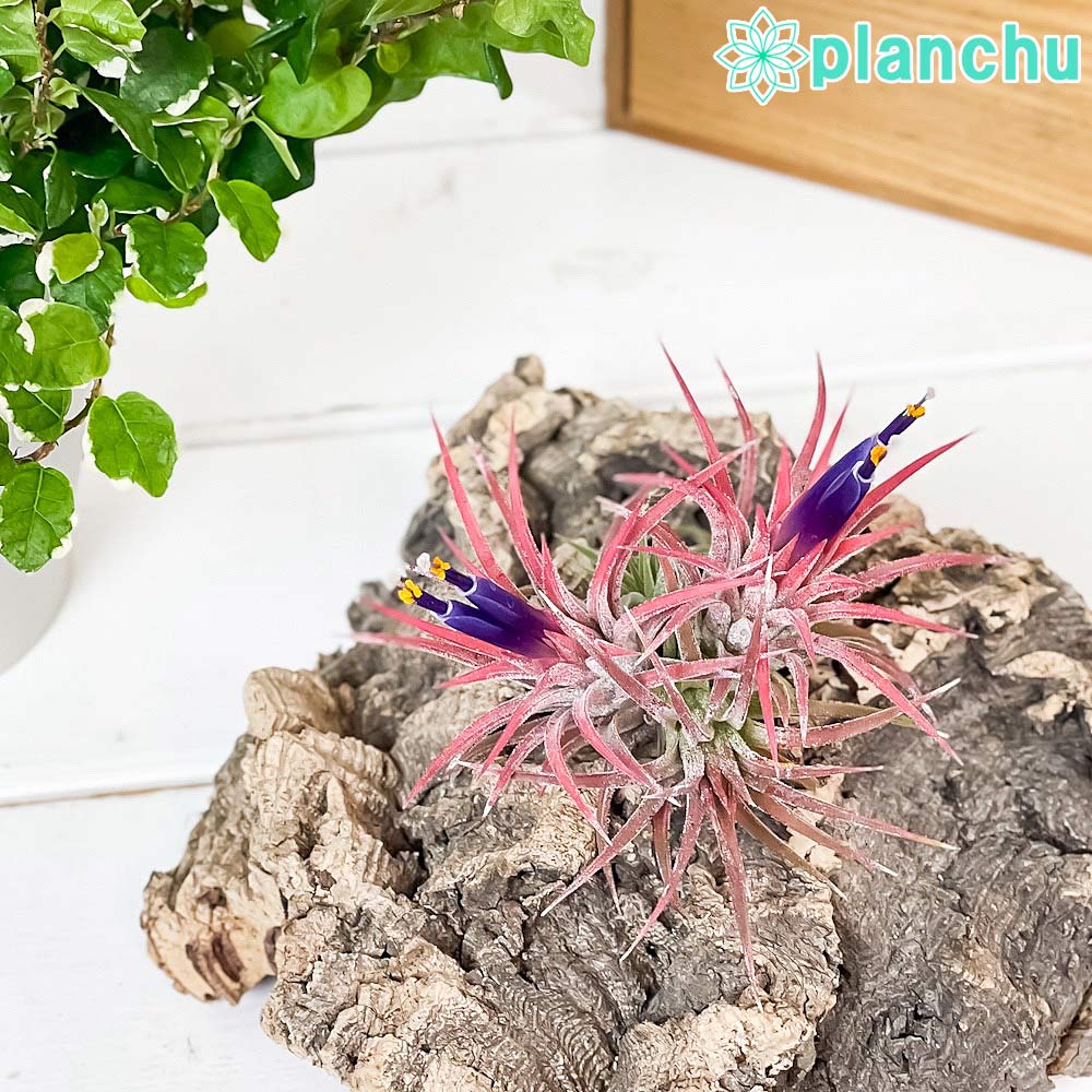 PLANCHU エアプランツ ティランジア イオナンタ ハムエムラ クランプ 1株 W7×H7cm前後 育て方説明書付き Tillandsia ionantha ‘Hamuemula’ エアープランツ チランジア