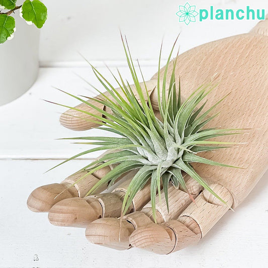PLANCHU エアプランツ ティランジア イオナンタ Lサイズ 1株 W8×H8cm前後 育て方説明書付き Tillandsia ionantha エアープランツ チランジア